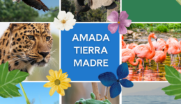 AMADA TIERRA MADRE